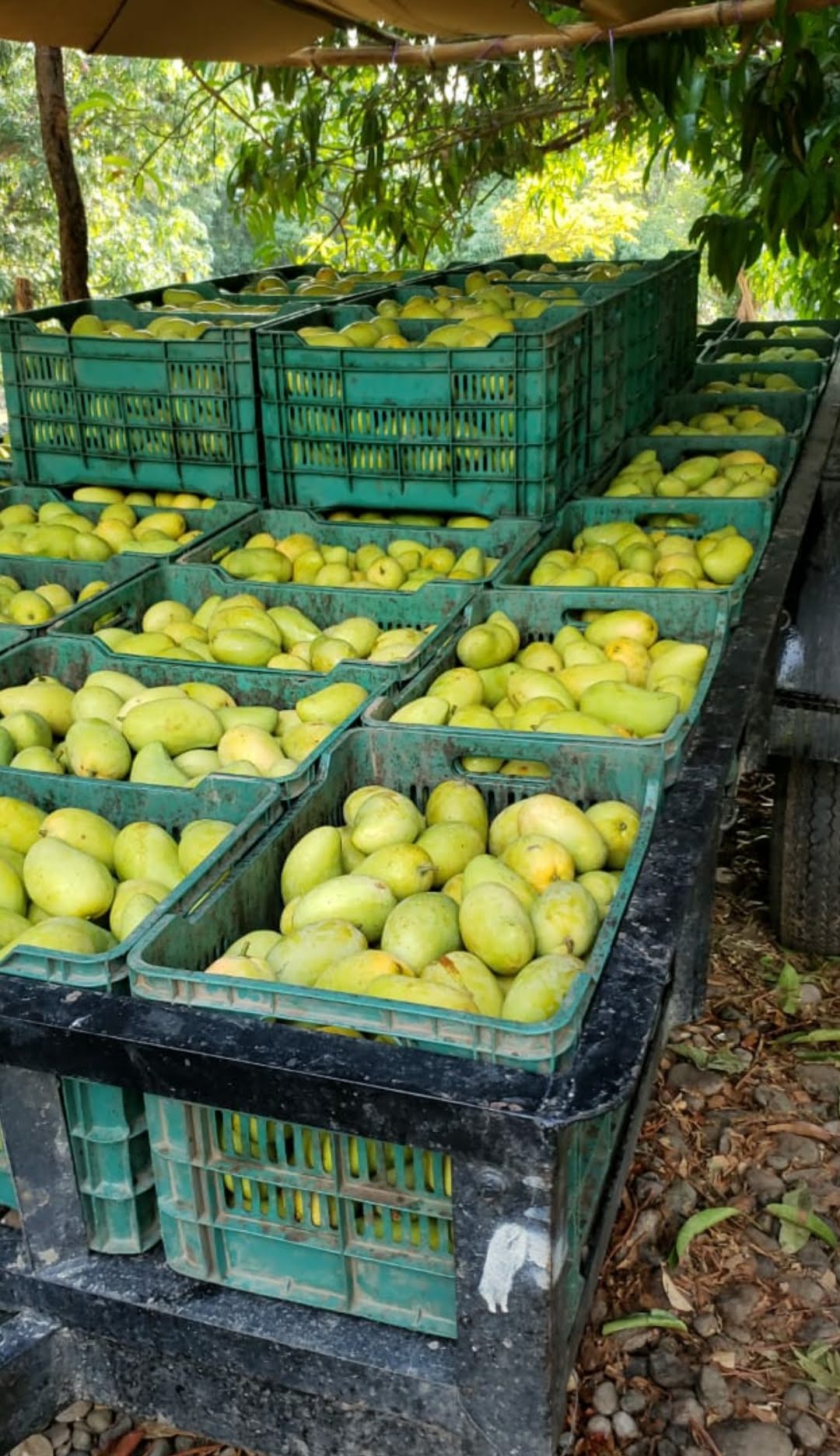 Mangos cargados al remolque