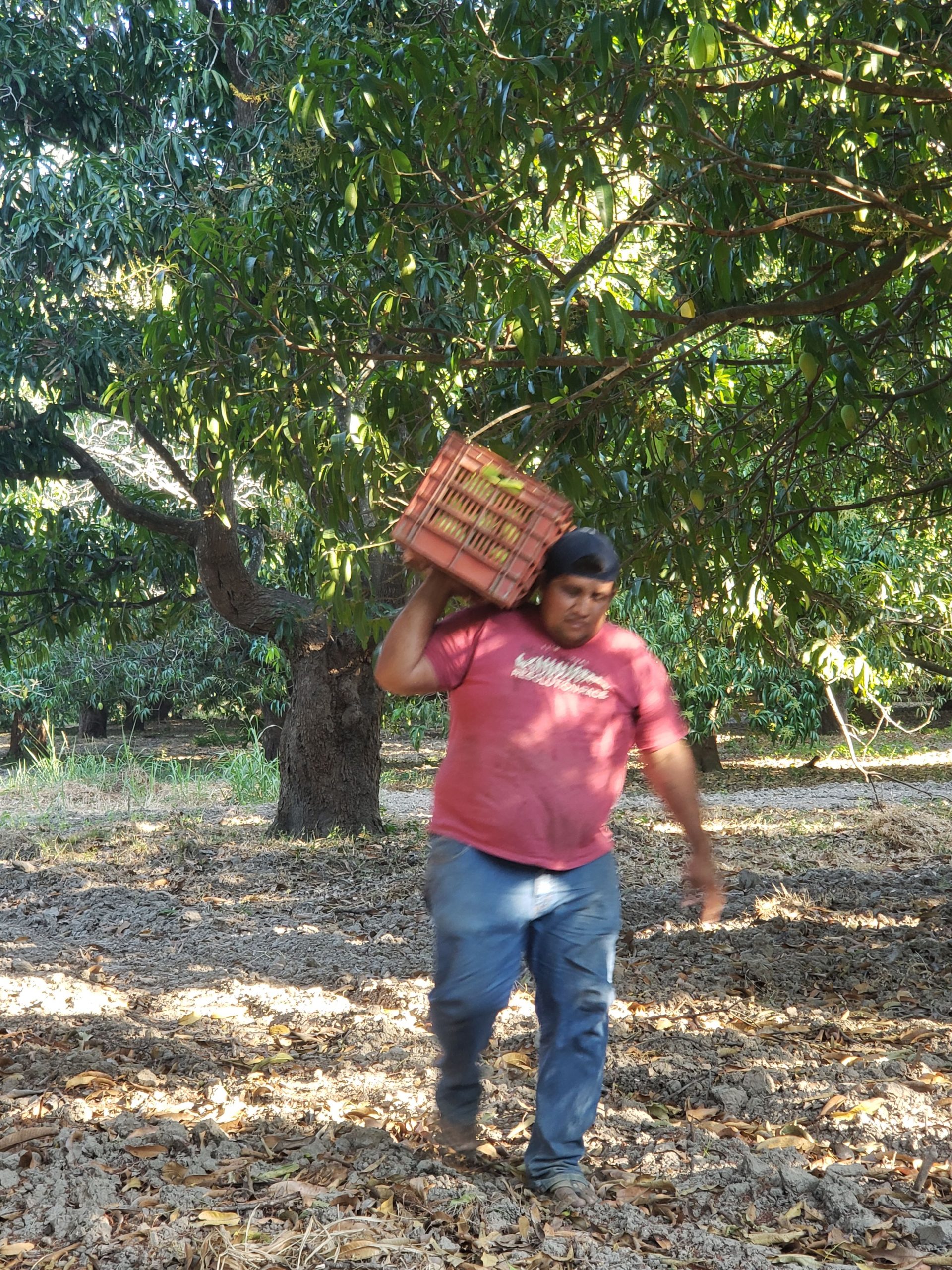 Corte de Mangos