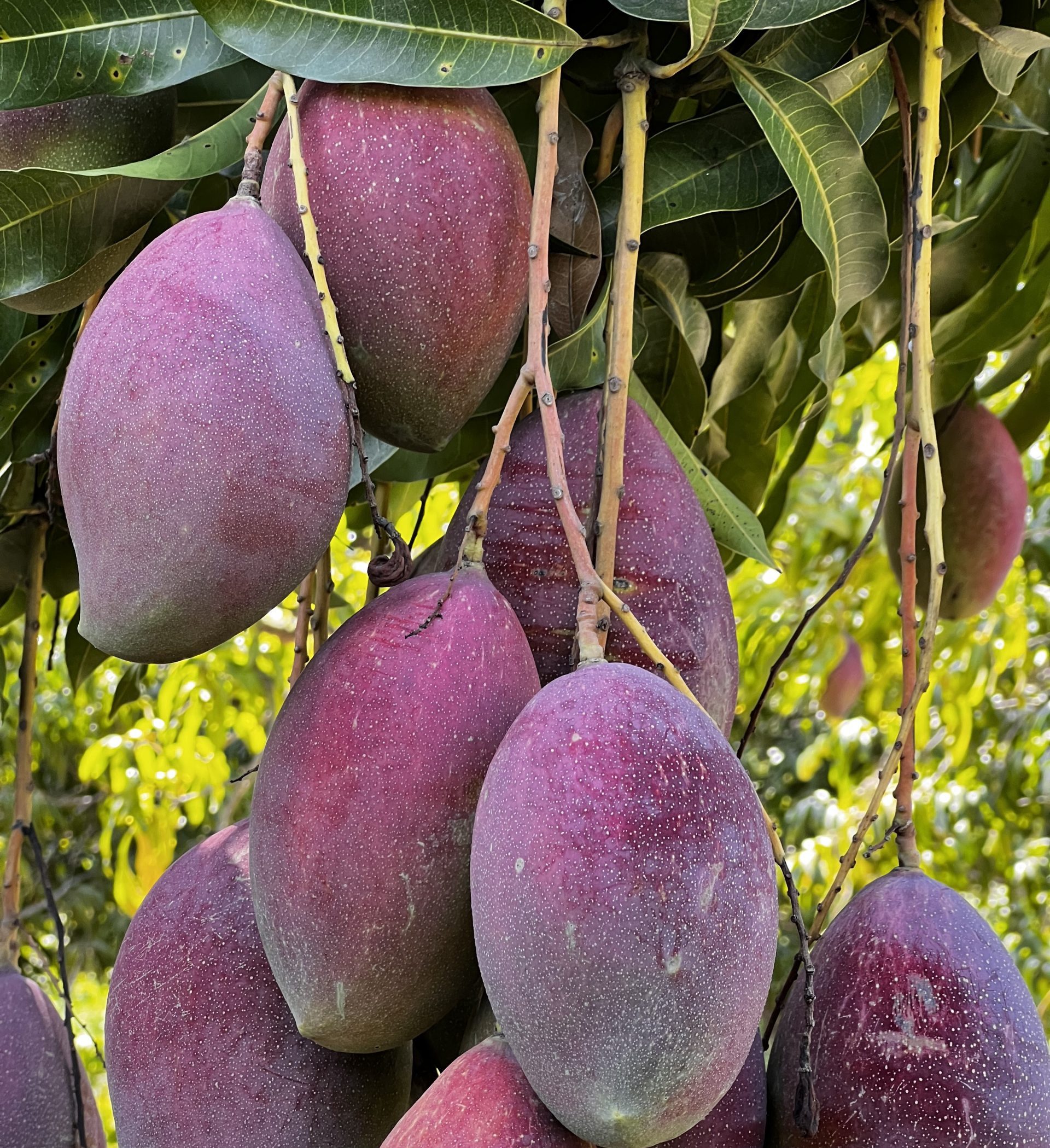 Mangos Oros