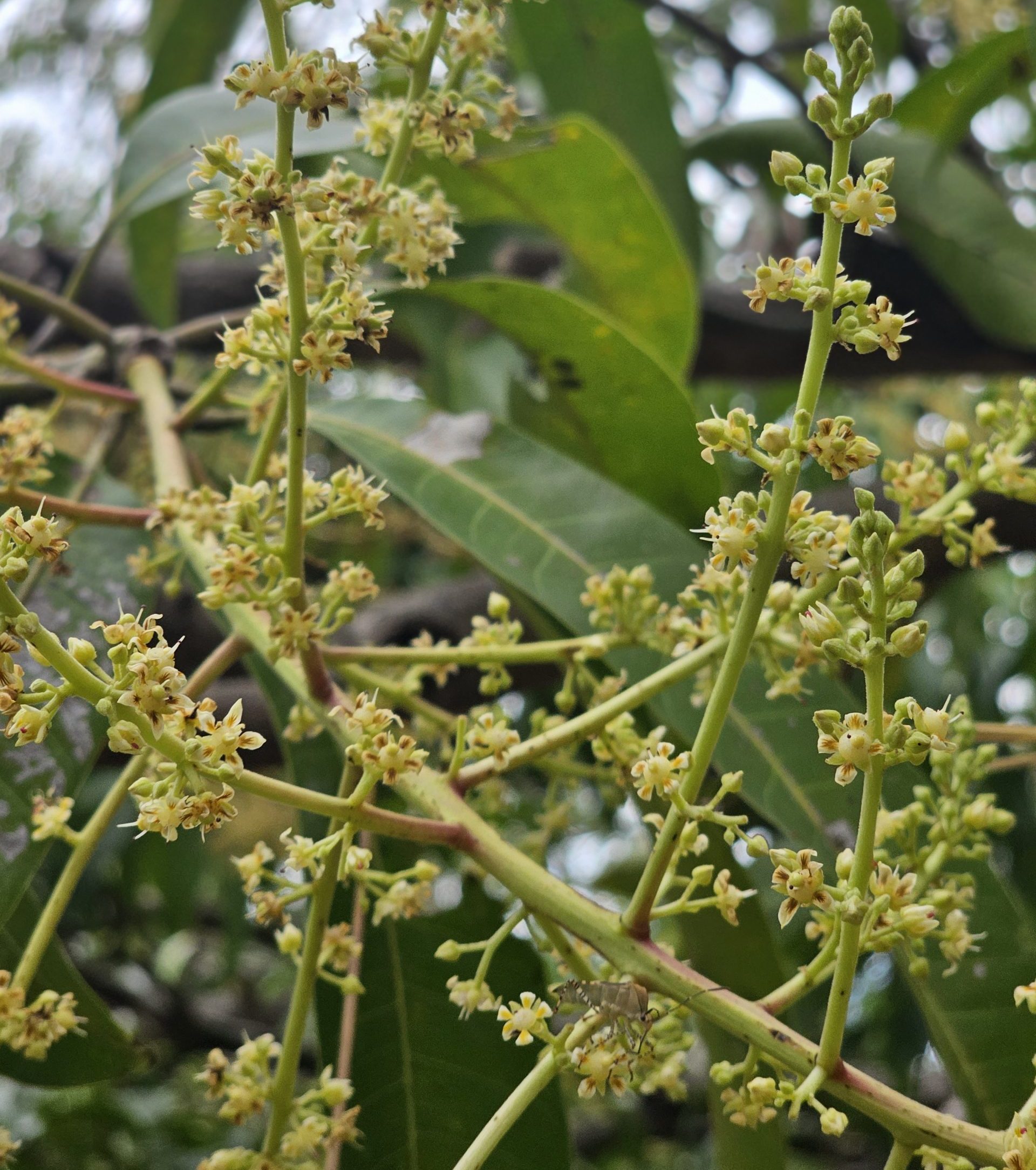 Polinizacion de la flor