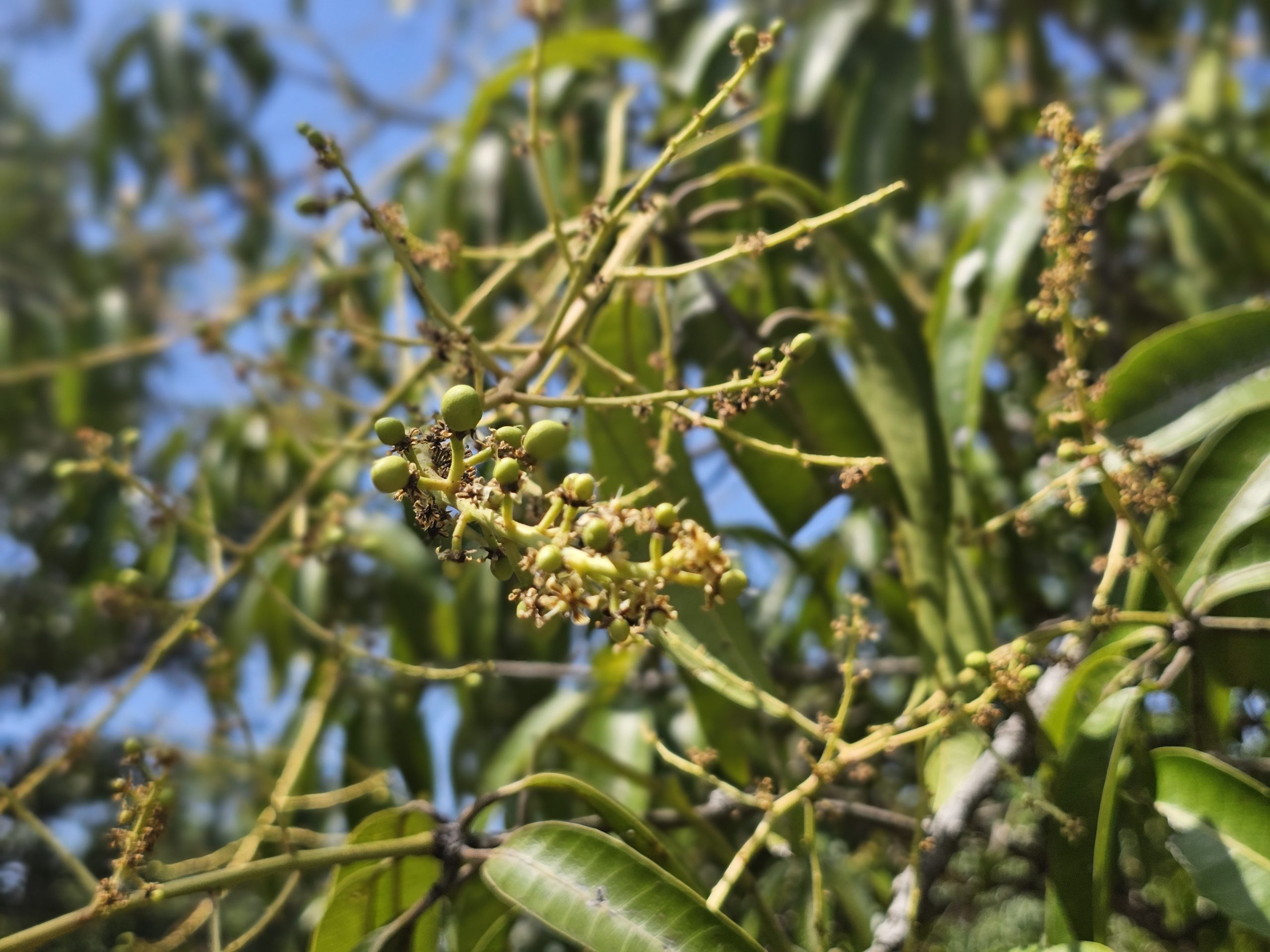 Crecimiento del Mango