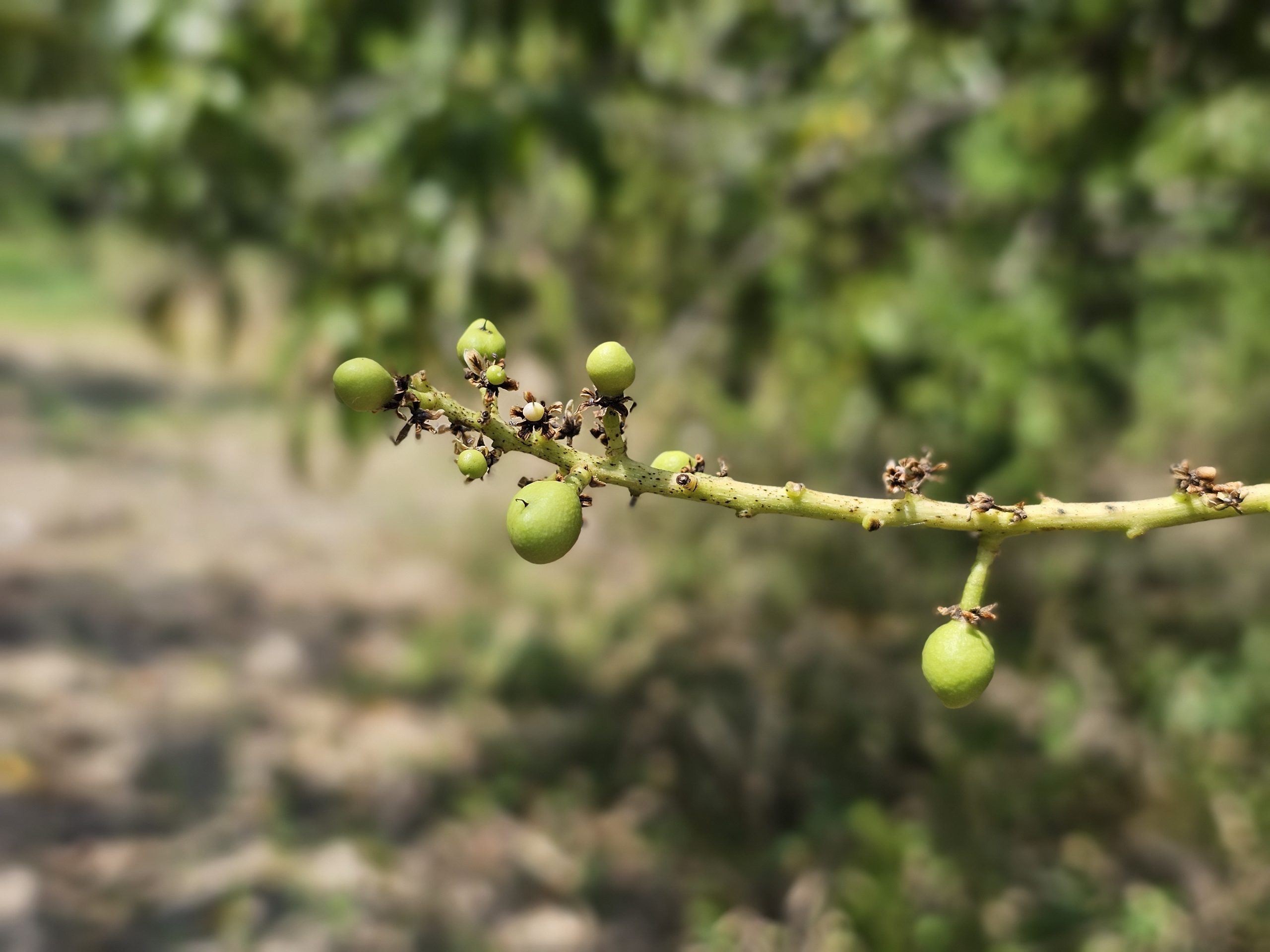 Crecimiento del Mango