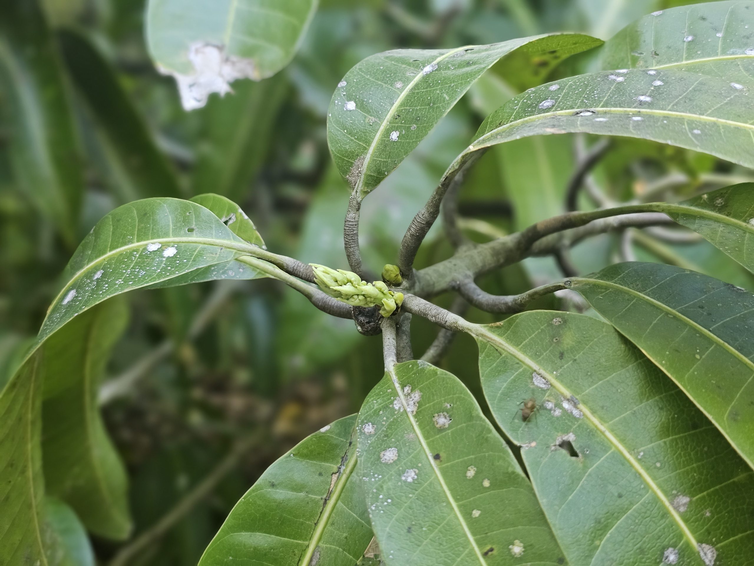 Inicio de brotes