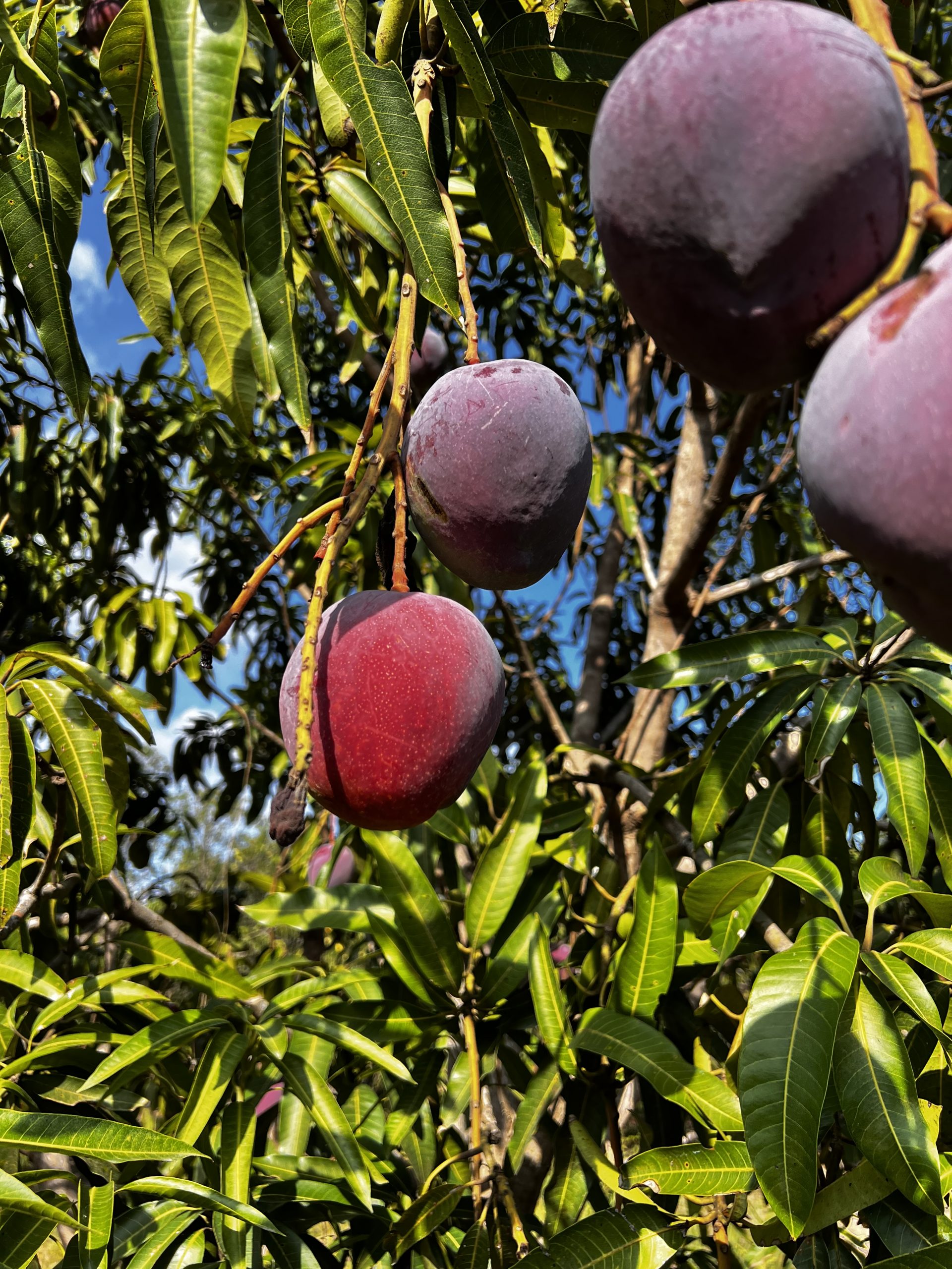 Mangos Tommy