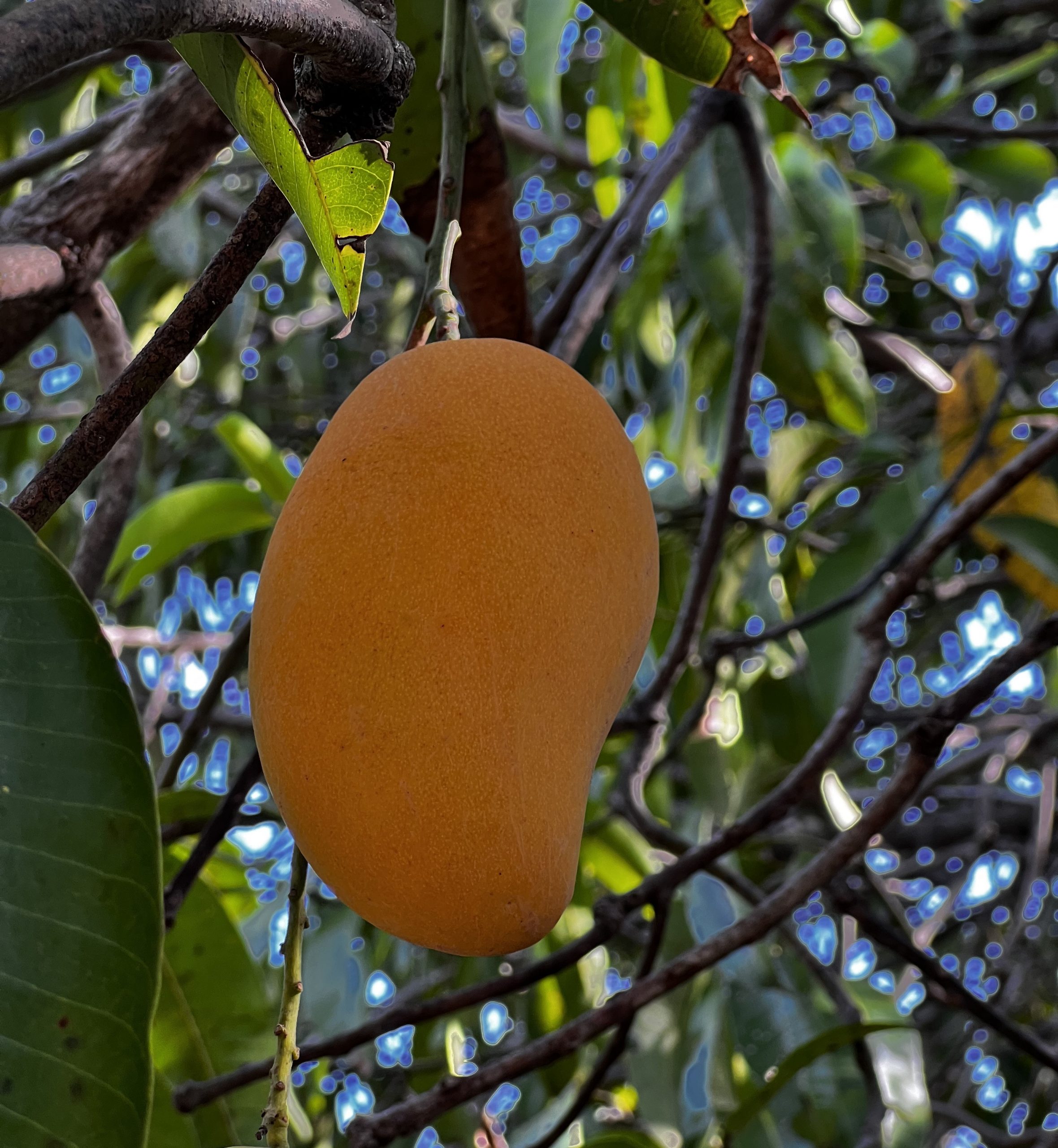 Mangos Ataulfos